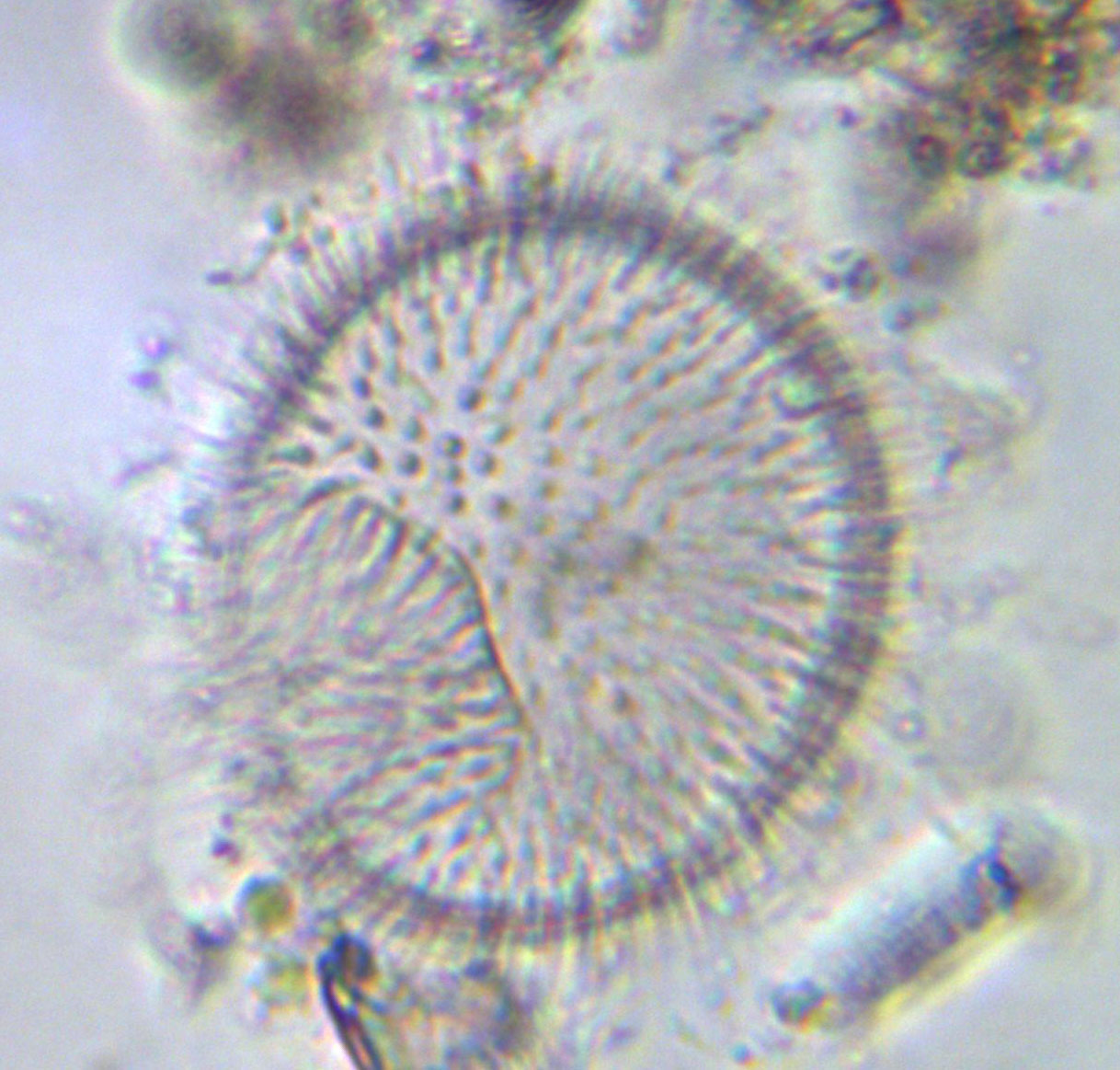 Chi sa dirmi di cosa si tratta?